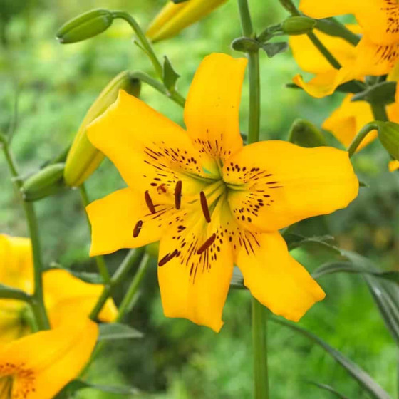 Купити Лілія Азіатська Yellow Bruse в Києві