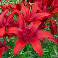 Лілія Махрова азіатська Red Twin 