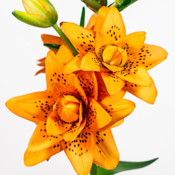 Купити Лілія Махрова ЛА-гібрид Dutch Design в Києві
