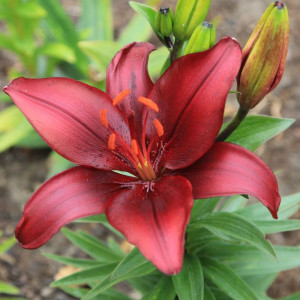 Лілія ЛА-гібрид Escape