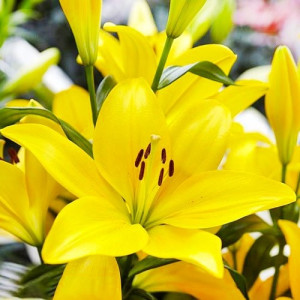 Лілія Ла-Гібрид El Divo