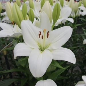 Лілія Ла-Гібрид Mary Ann 