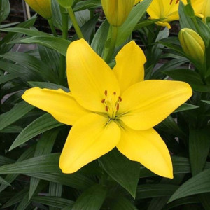 Лілія Ла-Гібрид Nashville 