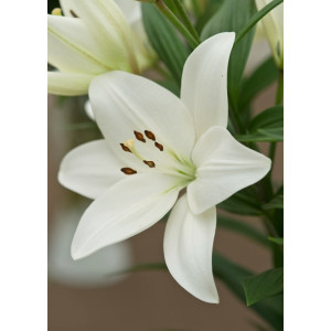 Лілія Ла-Гібрид Richmond 