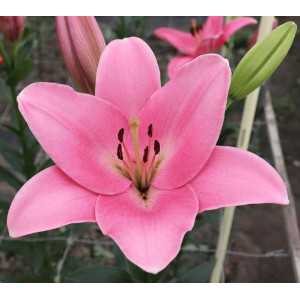 Лілія Ла-Гібрид Tirreno 