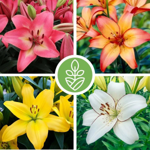 Лілія Ла-Гібрид Суміш 3 Шт