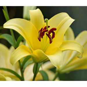 Лілія Ла-Гібрид Trebbiano