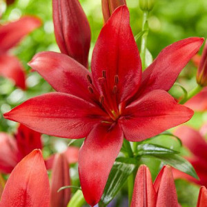 Лілія Ла-Гібрид Corleone