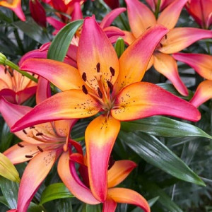 Лілія Ла-Гібрид Royal Sunset