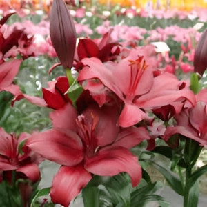 Лілія Ла-Гібрид San Sebastian