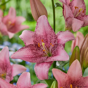 Лілія Ла-Гібрид Sweet Sugar