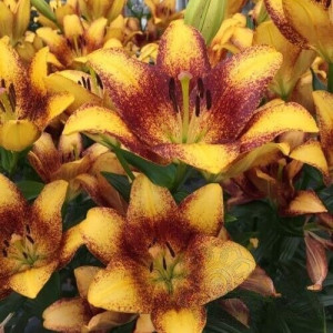 Лілія Ла-Гібрид Sweet Valley