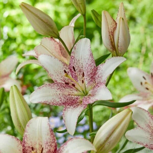 Лілія Ла-Гібрид Sweet Zanica