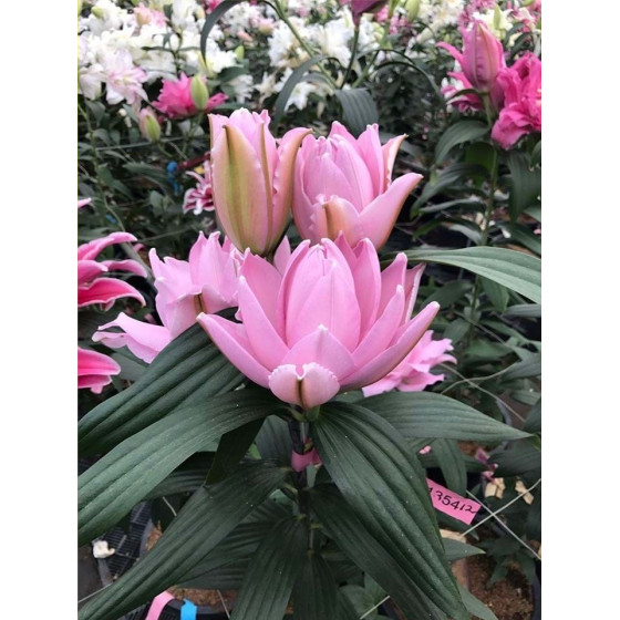 Купити Лілія Махрова Roselily Cordula в Києві