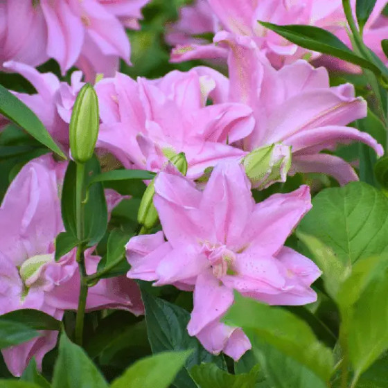 Купити Лілія Махрова Roselily Cordula в Києві