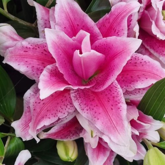 Купити Лілія Махрова Roselily Viola в Києві