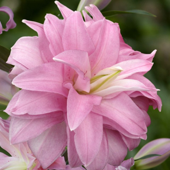 Купити Лілія Махрова Східна Lotus Breeze в Києві
