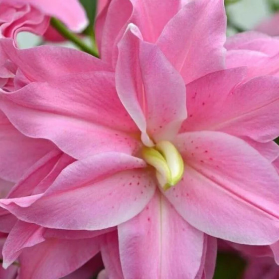 Купити Лілія Махрова Східна Lotus Breeze в Києві