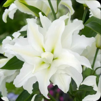 Лілія Махрова Roselily Petronella 