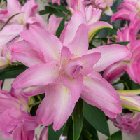 Лилия Махровая Восточная Lotus Dream.