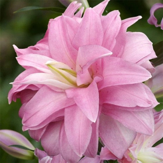 Купити Лілія Махрова Східна Lotus Dream в Києві