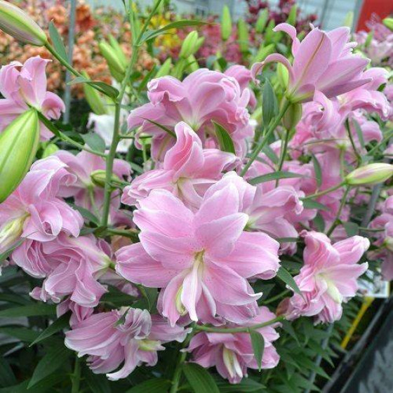 Купити Лілія Махрова Східна Lotus Dream в Києві