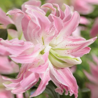 Лілія Махрова Східна Lotus Elegance