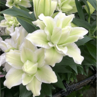 Лілія Махрова Roselily Alana