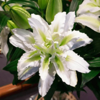 Лілія Махрова Roselily Edsilia