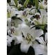 Купити Лілія От-Гібрид Monte Bianco в Києві