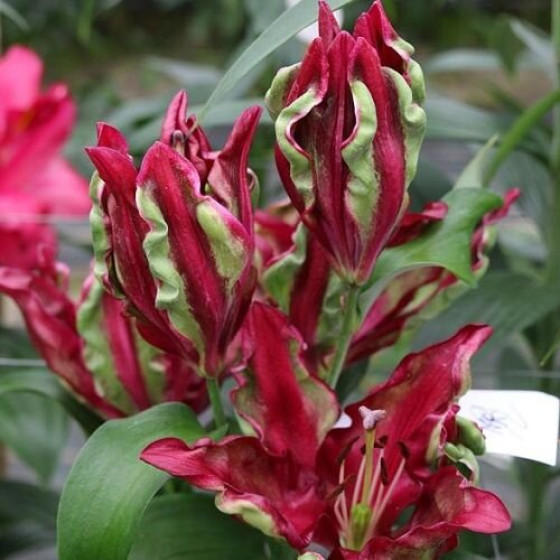 Купити Лілія От-Гібрид Tropical Dragon в Києві