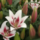 Купити Лілія От-Гібрид Gaucho в Києві
