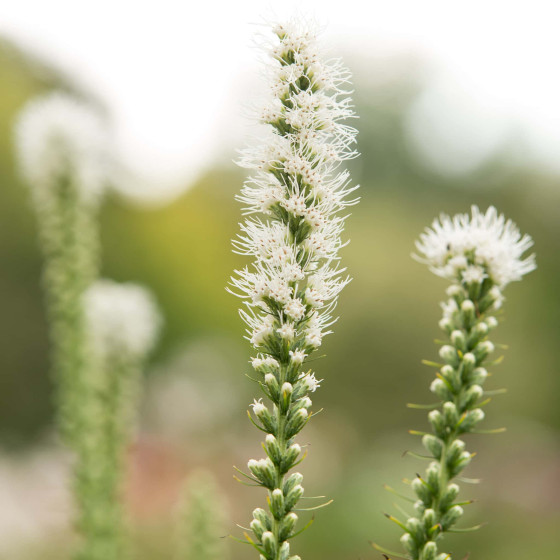 Купити Ліатрис spicata Floristan Weiss (білий) 3 шт в Києві