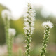 Купити Ліатрис spicata Floristan Weiss (білий) 3 шт в Києві