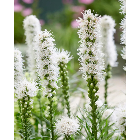 Купити Ліатрис spicata Floristan Weiss (білий) 3 шт в Києві