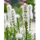Купити Ліатрис spicata Floristan Weiss (білий) 3 шт в Києві