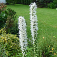 Ліатрис spicata Floristan Weiss (білий) 3 шт