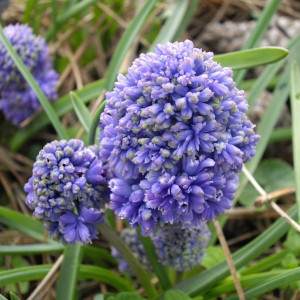 Мускарі Blue Spike