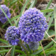 Купить Мускари Blue Spike в Киеве