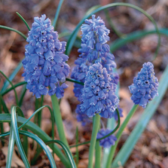 Купить Мускари Blue Spike в Киеве