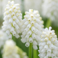 Мускарі White Magic
