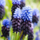 Купити Мускарі Latifolium в Києві