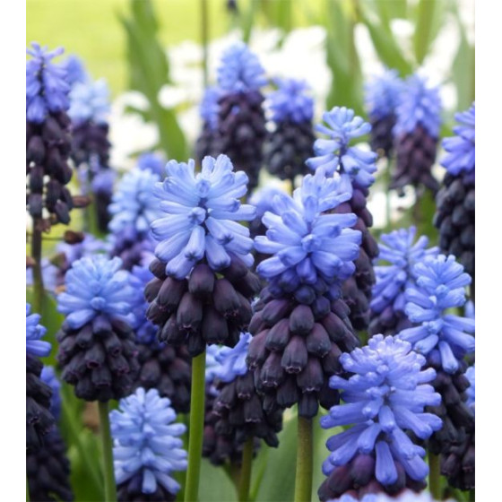 Купити Мускарі Latifolium в Києві