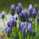 Купити Мускарі Latifolium в Києві