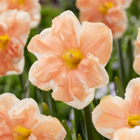 Нарцис Спліт-Корона Apricot Whirl
