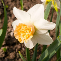 Нарцис Махровий Exotic Beauty