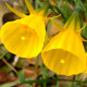 Купити Нарцис мініатюрний Golden Bells Hybrids в Києві