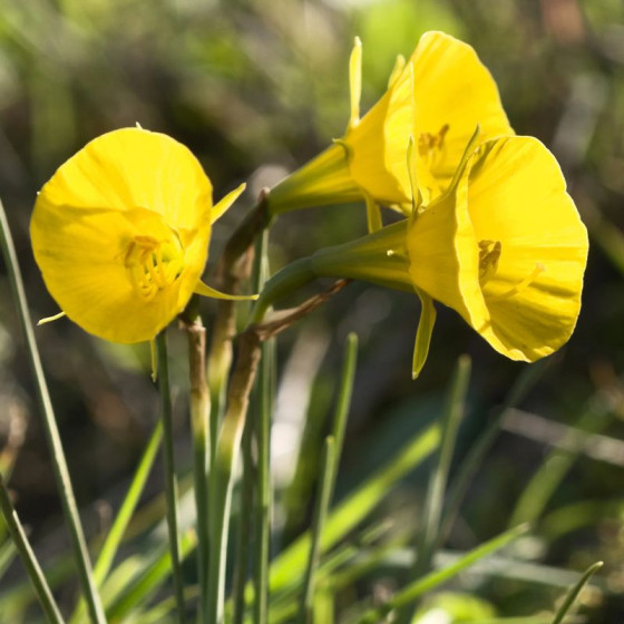 Купити Нарцис мініатюрний Golden Bells Hybrids в Києві