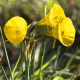 Купити Нарцис мініатюрний Golden Bells Hybrids в Києві