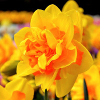 Нарцисс Махровый Queen'S Day